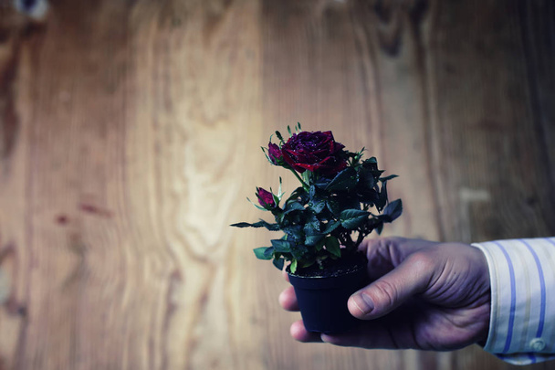 Pot with rose in a hand man suit background - Photo, Image