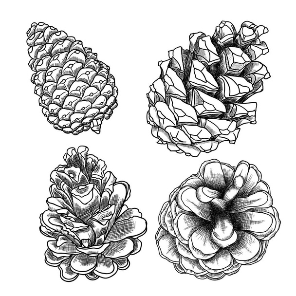 Pine cone sketches set - Vetor, Imagem
