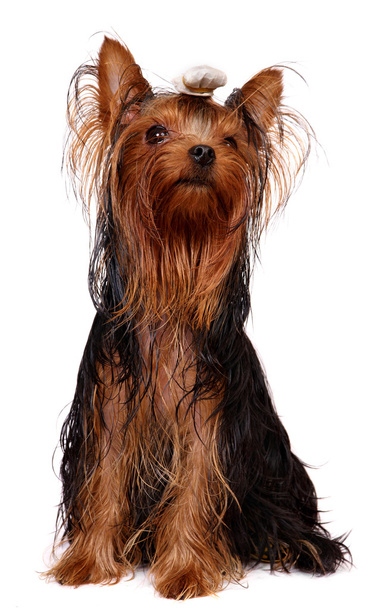 Young Yorkie with oily hair - Photo, Image