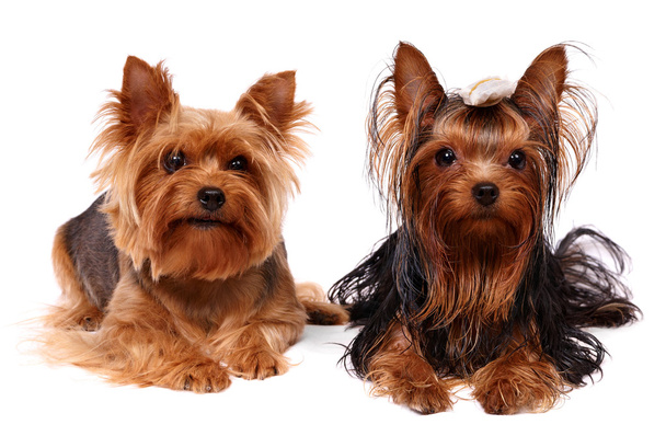 Two Yorkshire Terriers - Photo, Image