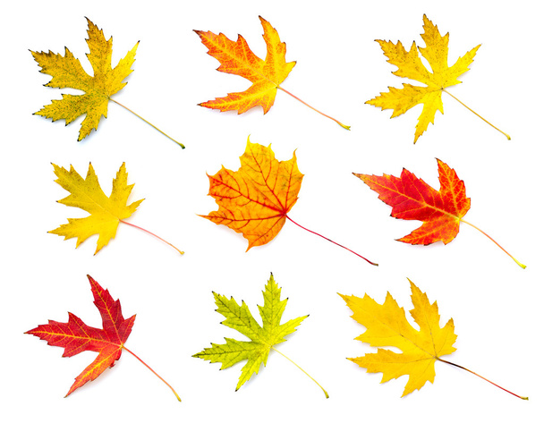 Autumn leaves collection isolated on white background - Photo, Image