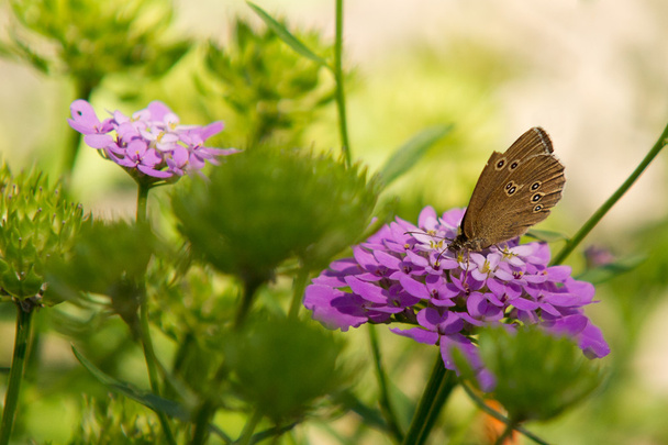 Ringlet Butterfly - Photo, Image