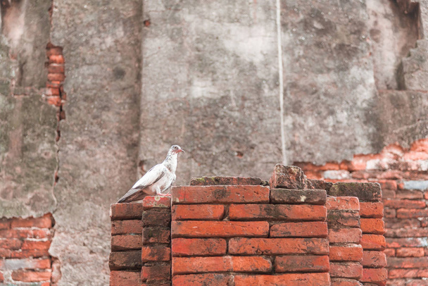 Pigeon on the brick wall, background, animals - Valokuva, kuva
