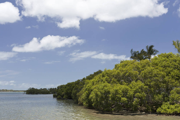 Pumiscetone geçit Mangroves - Fotoğraf, Görsel