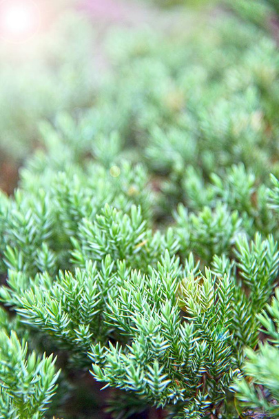 Pine green closeup - Photo, Image