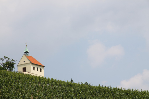 kleine kapel en wijngaard - Foto, afbeelding