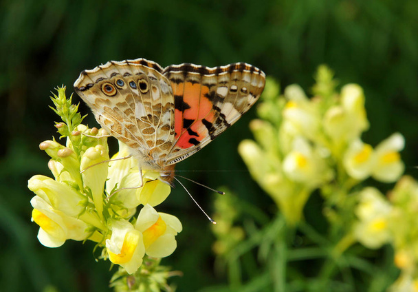 Colorful butterfly on Linaria vulgaris - Photo, Image