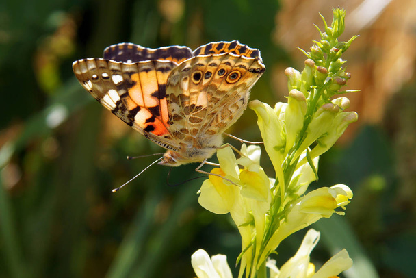 Colorful butterfly on Linaria vulgaris - Photo, Image