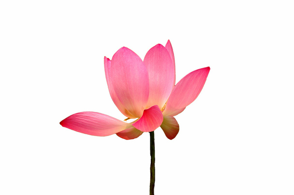 Lotosový květ - Fotografie, Obrázek