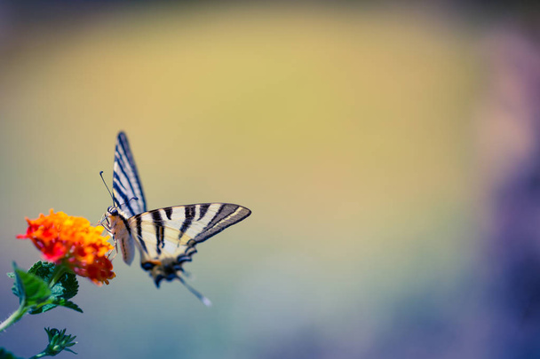 Prachtige vlinder en bloemen. Zomer, lente stemming. - Foto, afbeelding