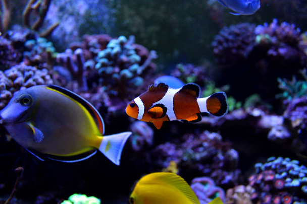 Közönséges bohóchal - Nemo - Fotó, kép
