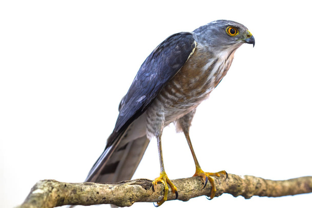 Besra or Little Sparrow Hawks  - Photo, Image