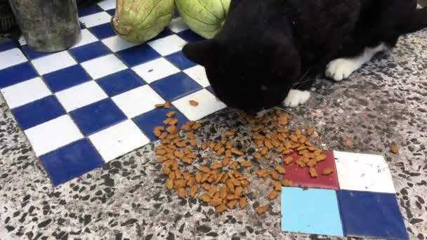  kočka žere jídlo na stole. - Záběry, video