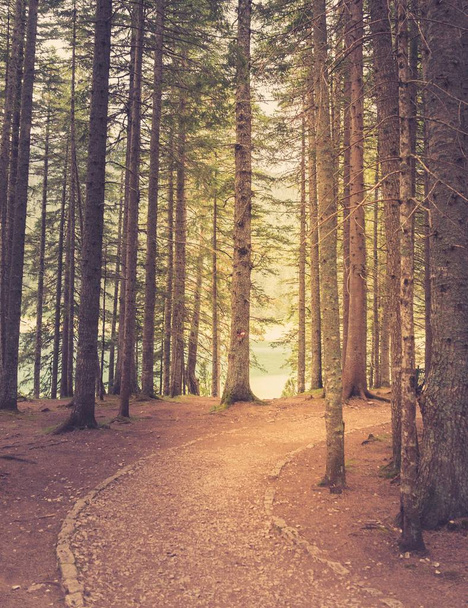 Pine forest in sunlight. Retro style - Fotoğraf, Görsel