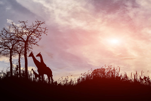 Boom silhouet en giraffen op zonsondergang - Foto, afbeelding