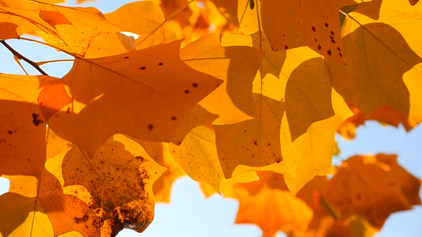slow motion yellow leaves - Footage, Video