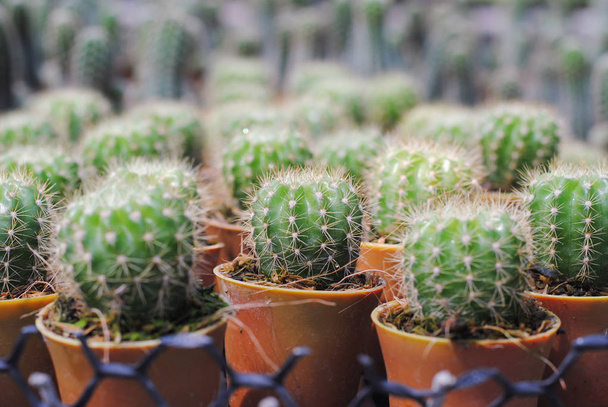 Legno di cactus, cactus su legno Natura morta naturale Tre piante di cactus
  - Foto, immagini
