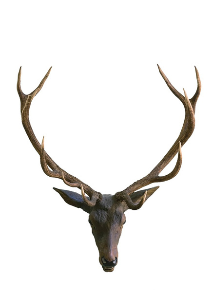 Голова оленя с рогами
 - Фото, изображение