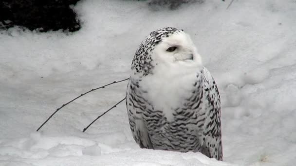 Female snowy owl two (Bubo scandiacus) at winter - Footage, Video