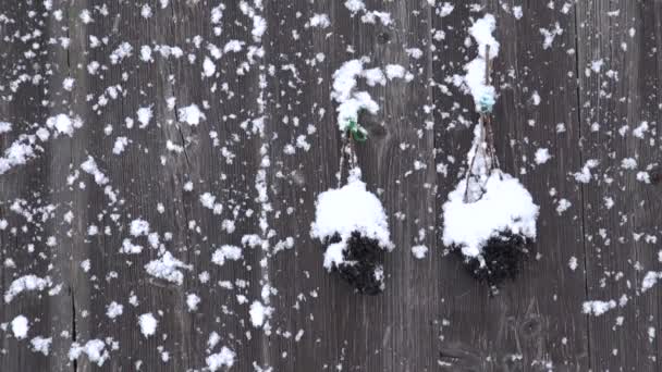 Holunderstrauß an Scheunenwand und Schneefall - Filmmaterial, Video