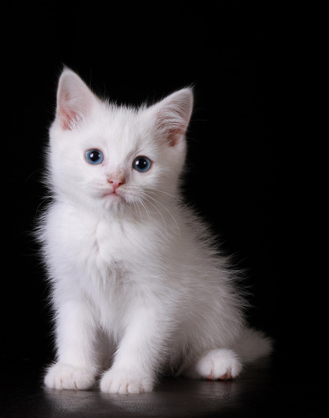 Gatinho branco com olhos azuis
 - Foto, Imagem