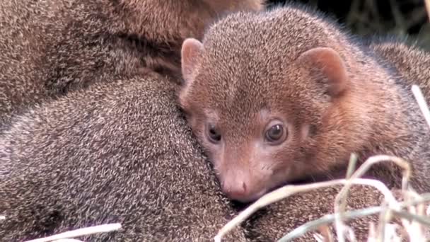 Mongooses family three, close-up - Footage, Video