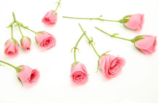 Pink roses - Foto, Imagem