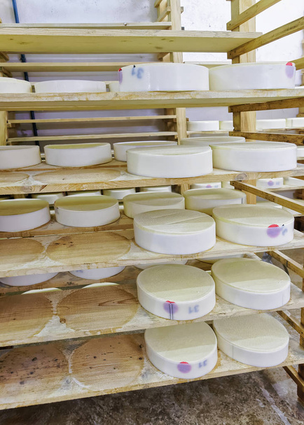 Rodas de queijo jovem na adega de maturação Franche Comte laticínios
 - Foto, Imagem