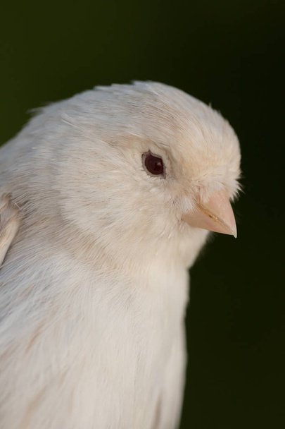 Beautiful white canary  - Photo, Image