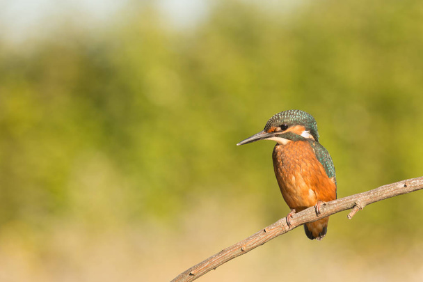 Kingfisher perched on branch  - Photo, Image