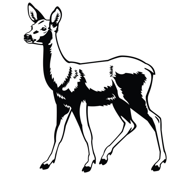 Ciervo de pie blanco y negro
 - Vector, imagen