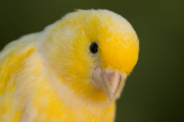 美しい黄色のカナリア  - 写真・画像