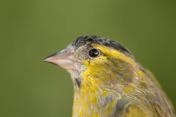 Beautiful yellow and grey canary - Photo, Image