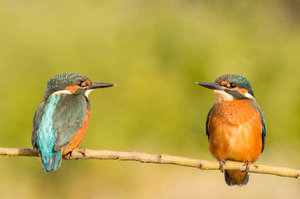 Kingfisher pari kyydissä haara
  - Valokuva, kuva