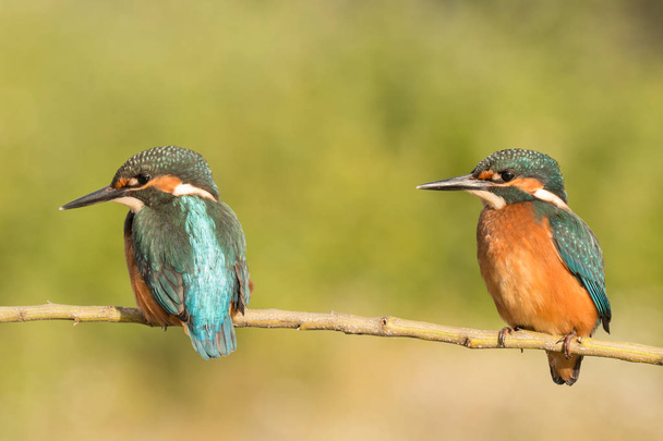 Kingfisher pari kyydissä haara
  - Valokuva, kuva