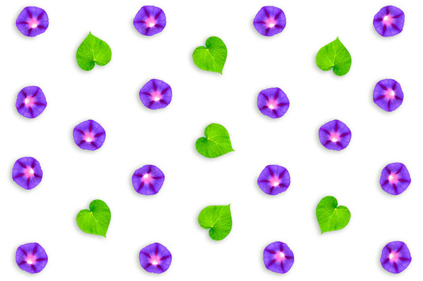 Petunias isolated on a white background. Colorful flowers. - Photo, Image