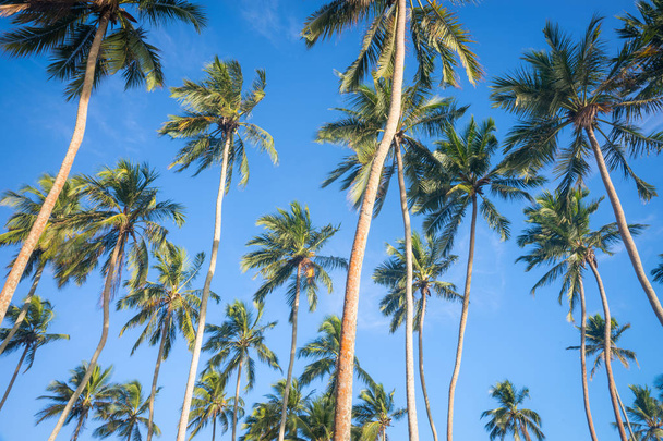 The coconut trees against the Sky. - Zdjęcie, obraz