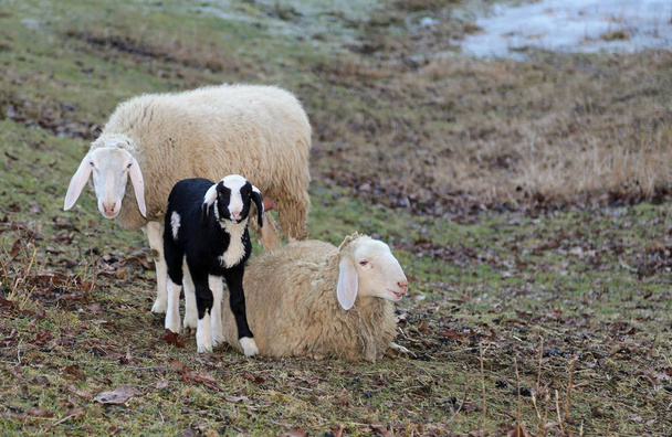 Famille de moutons avec jeune agneau dans la prairie
 - Photo, image