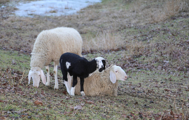 dos ovejas adultas y el cordero recién nacido
 - Foto, Imagen