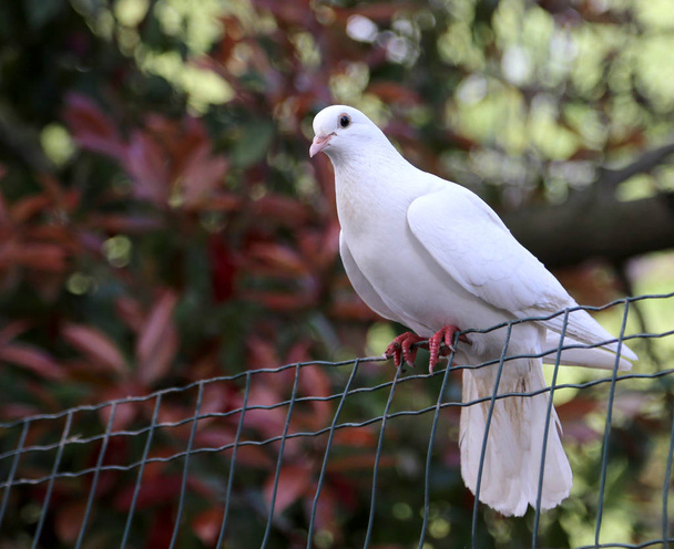 white dove resting on a wire mesh - Foto, Bild