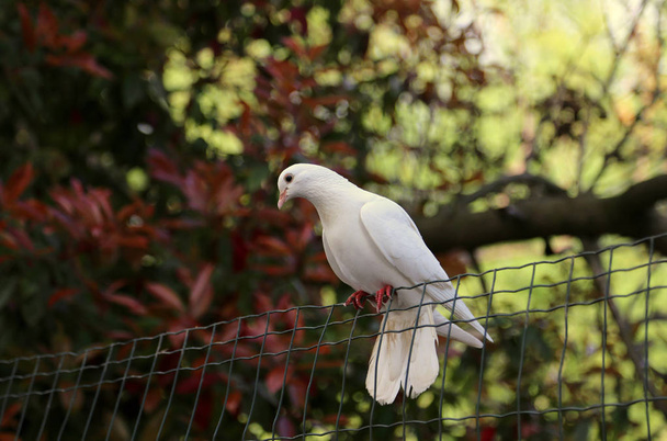 white dove resting on a wire mesh - Photo, Image