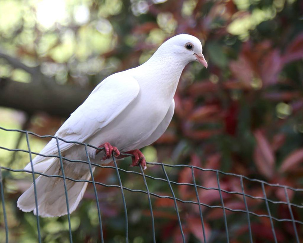 pomba branca descansando em uma malha de arame
 - Foto, Imagem