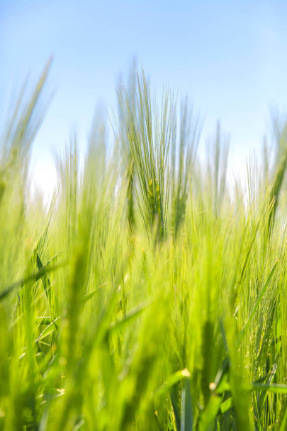 Campo de trigo verde e dia ensolarado - Foto, Imagem