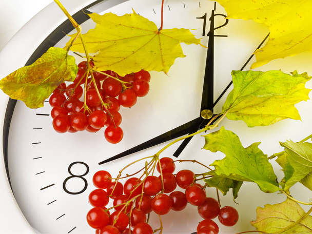 8 Uhr. Das Gesicht der Uhr mit gelben Blättern und rotem, reifem Viburnum. Herbstzeit. - Foto, Bild