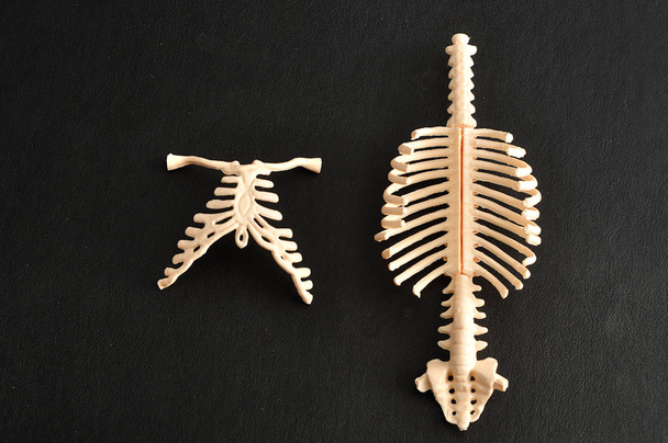 A plastic model of a human spine and ribcage - Photo, Image