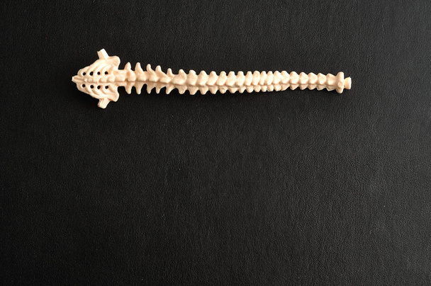 Um modelo plástico de uma coluna vertebral humana isolada sobre um fundo preto
 - Foto, Imagem