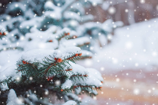 Talvimaisema lumisessa metsässä. Männyn oksat peitetty lumella kylmällä talvella. Joulun tausta kuuset ja hämärtynyt tausta talven
 - Valokuva, kuva