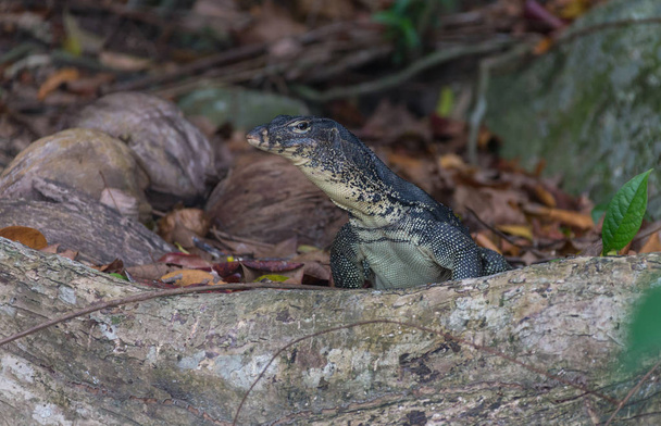 monitor lizard climbing from the water - Photo, Image