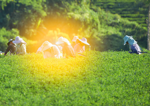 Les femmes recueillent des feuilles de thé sur la plantation de thé
 - Photo, image