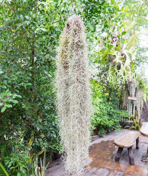 Árbol de musgo español en el jardín
 - Foto, imagen